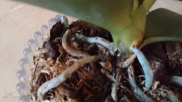 Гниль на шейке орхидеи. Чем обработать? смотреть онлайн