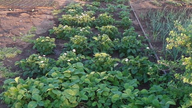ОБРАБОТКА ЗЕМЛЯНИКИ (КЛУБНИКИ) ФИТОВЕРМОМ ПРОТИВ БЕЛОКРЫЛКИ В ПЕРИОД БУТОНИЗАЦИИ смотреть онлайн