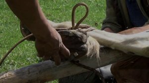 ДИКАЯ ТЫВИНСКАЯ ТАЙГА И ЕЕ ОБИТАТЕЛИ. КАК ПОДКОВАТЬ ЛОШАДЬ В ТАЙГЕ. ТАЕЖНЫЕ СТОЯНКИ В БАЙТАЙГЕ.