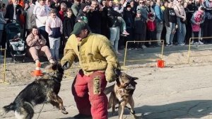 Дрессировка собак в Омске - ОЦССС (3)