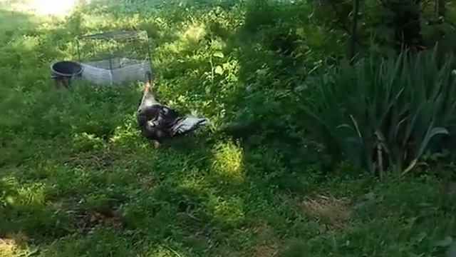 Индюки и коларадский жук. смотреть онлайн