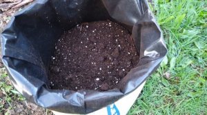 Литл Гиант (Little Giant) - шаровидня туя