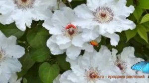 Клематис крупноцветковый Мария Качинская ? обзор: как сажать, саженцы клематиса Мария Качинская