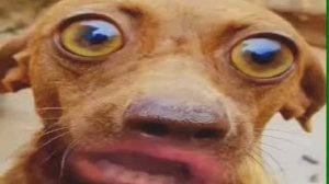 Собака говорит,,Перестань бухать...''