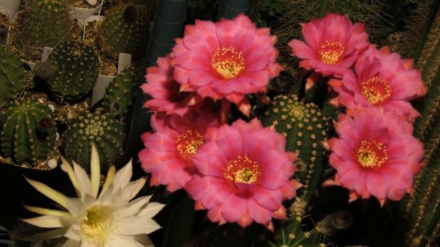 Echinopsis hybrid 'Laura' and Echinopsis subdenudata