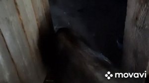 Вьетнамская вислобрюхая #Отъём поросят в 2 месяца.# Эксперимент!