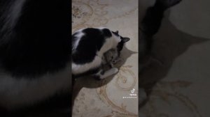 Кошка воспитывает и играет с котятами
