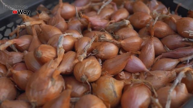 ЛУК БУДЕТ ОГРОМНЫМ НА ЗАВИСТЬ ВСЕМ СОСЕДЯМ! Замочите в этом средстве лук севок перед посадкой!! смотреть онлайн