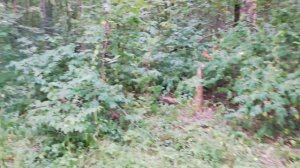 Снятие покрывала вдовы