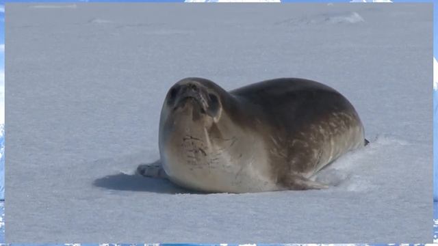 Тюлень Росса смотреть онлайн