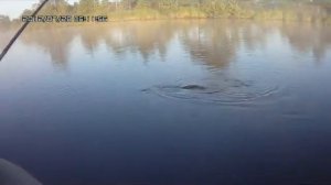 Щуки Рубского озера 280712 614