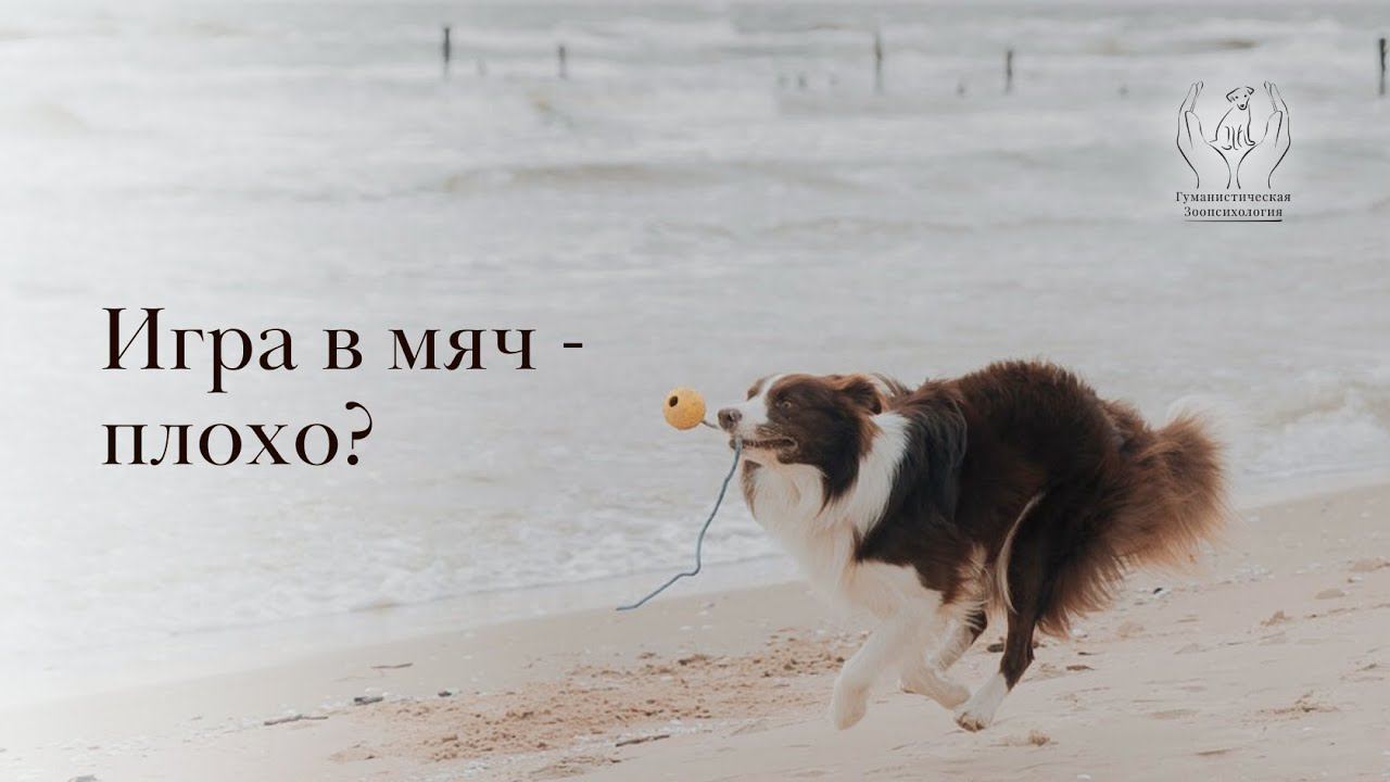 Зависимость от мяча у собак смотреть онлайн