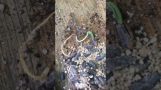 Высаживаем проклюнувшиеся семена в грунт смотреть онлайн