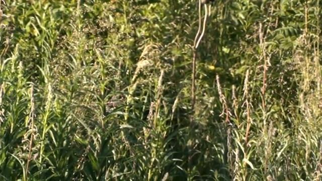 Шесть объясняющих предположений: Неизвестная глава из книги Карлоса Кастанеды "Дар орла" (часть 1) смотреть онлайн