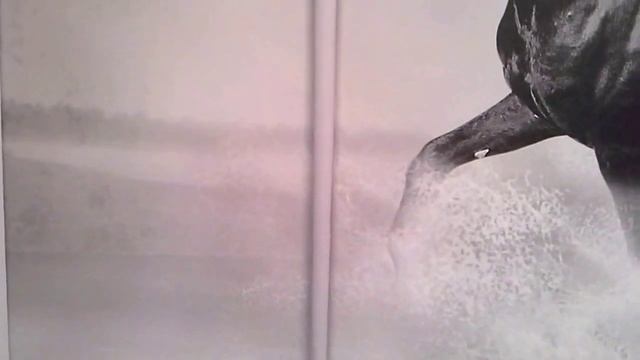 Модульная картина лошади 230 смотреть онлайн