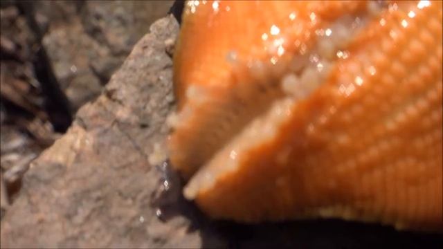 Морская звезда смотреть онлайн