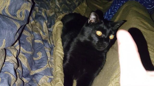 черный кот смотреть онлайн