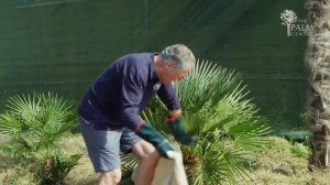 Winter Care - Wrapping A Palm Tree