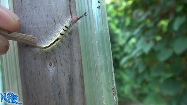 What kind of caterpillar is this? Identified! Tussock Moth Caterpillar смотреть онлайн