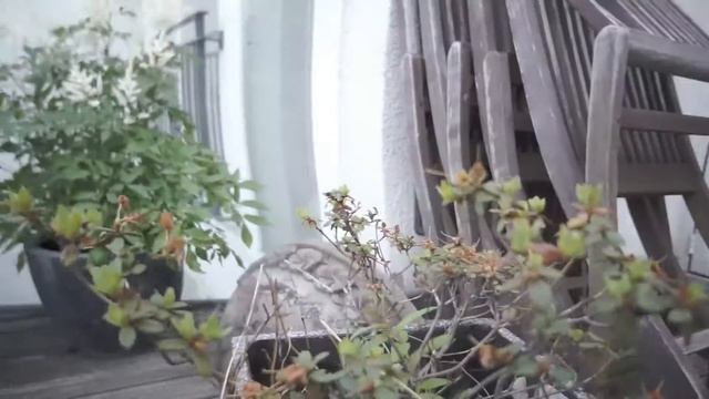 Sony Nex 5N Test stabilisiert by Youtube (Einstellung 5) смотреть онлайн