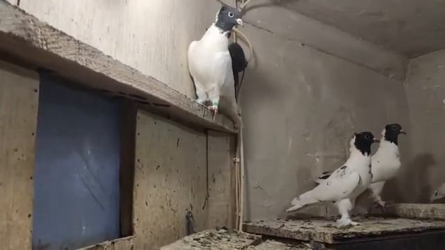 Кисловодские высокогорные головастые голуби смотреть онлайн