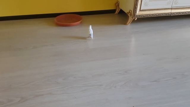 Говорящий попугай ругается на соседей, которые делают ремонт )) смотреть онлайн