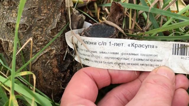 Яблоня сорт Красуля