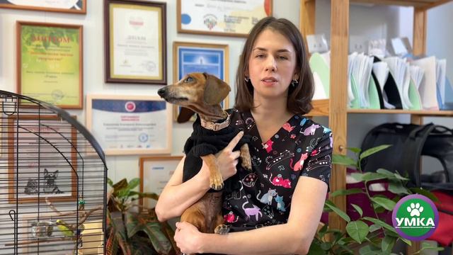 Ответственный собаковод - миф или реальность. смотреть онлайн