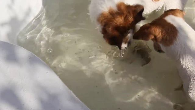 Джек Рассела Черкассы Ловим рыбу смотреть онлайн