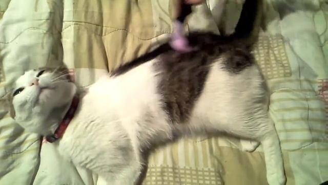 Мио и Фурминатор-вычесываем кота . смотреть онлайн