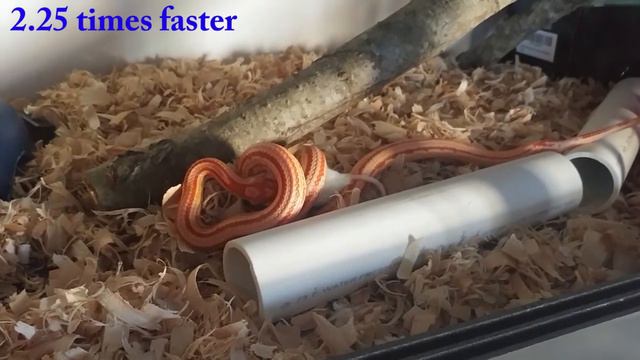 Coridormi, Extreme Reverse Okeetee Tessera Corn Snake: First Adult Mouse смотреть онлайн