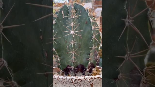 Cool looking Astrophytum ornatum "Star Cactus"