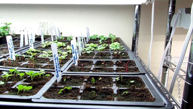 23 Seed Starting Questions Answered - Table of Contents: Prevent Common Mistakes & Get Answers! смотреть онлайн