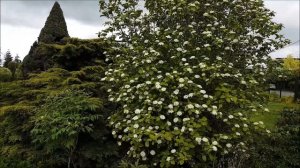 Kalina hordowina Variegata- viburnum lantana - Kwitnący, gęsty, dekoracyjny krzew; żywopłot