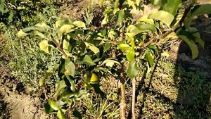 Устойчивость против сильного ветра яблонь на подвое 62 396