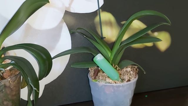 Мое ЛЮБИМОЕ УДОБРЕНИЕ для РОСТА и ЦВЕТЕНИЯ как использовать Японское удобрение