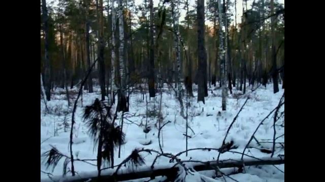 Охота с лайками на соболя, барсука. Работа собак по лосю, барсуку. Медведь загнанный на дерево.