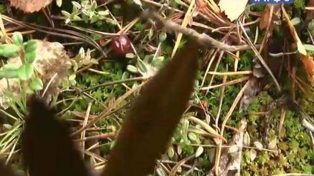 Батуринская Согра смотреть онлайн