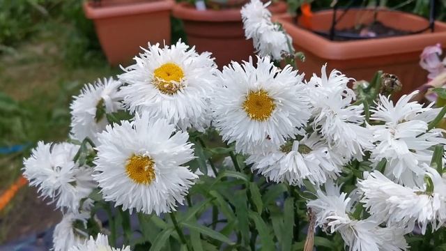Leucanthemum x superbum "Cloud Cumulus", a beautiful double-flowered Shasta Daisy for gardens in UK