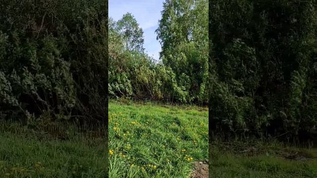 Бескрайние просторы на рыбалке в Сорочьем логу. Алтайский край. #altay #алтайскийкрай #природа