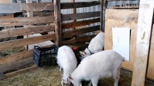 Чем кормить беременную козу что бы были хорошие козлята) ?