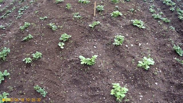 Картофель-СЫНОК смотреть онлайн