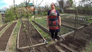 САЛАТ ЛИСТОВОЙ И САЛАТ РУКОЛЛА, посев выращивание и хранение