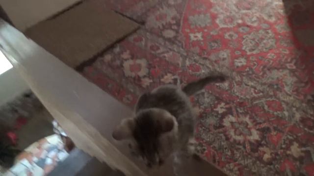 КОТОЖИЗНЬ! ❖ 8-10 июня 2018 смотреть онлайн