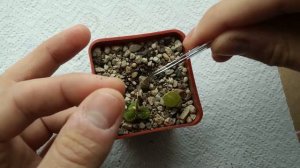 Литопсы: первая пикировка / Lithops: tufting