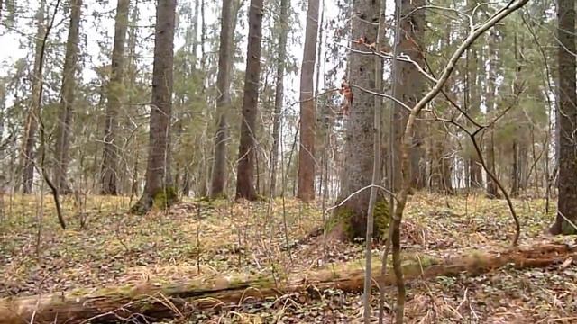 Охота с ЭГ. смотреть онлайн