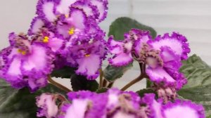 Фиалка Lyon's Pirate's Treasure