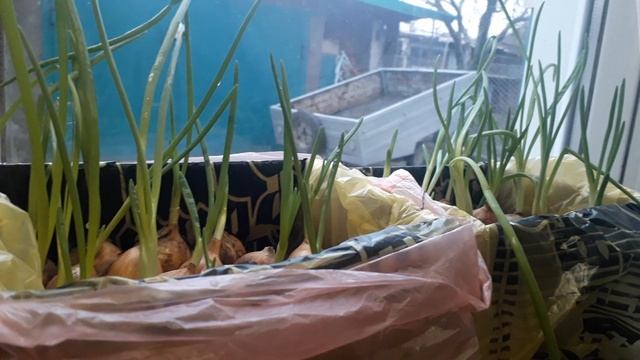 Как мы выращиваем лук на подоконнике. Результат спустя недельку смотреть онлайн