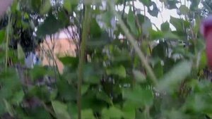 Прогулка по саду.  Цветёт гиацинтоидес Пинк.