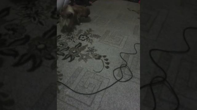 погоня за хвостом смотреть онлайн